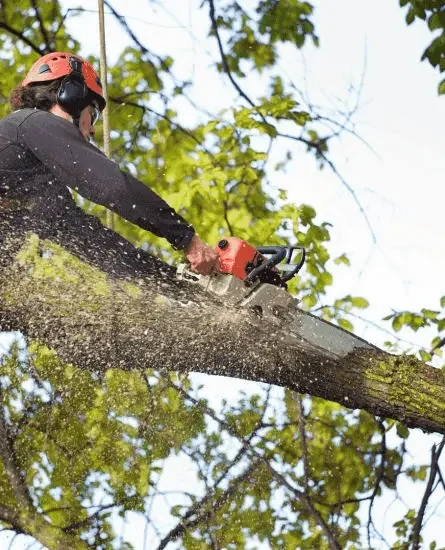 Operario de Talarbol podando árbol con motosierra