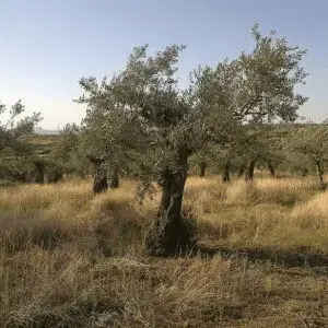 Tala de olivos en Burgos por Talarbol