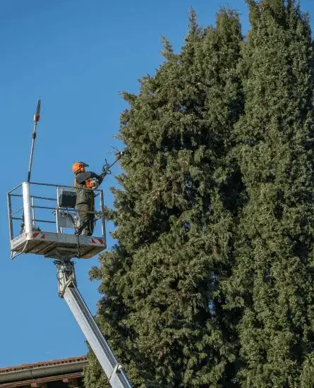 Poda en altura en Burgos por Talarbol