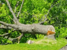 tala de arboles grandes