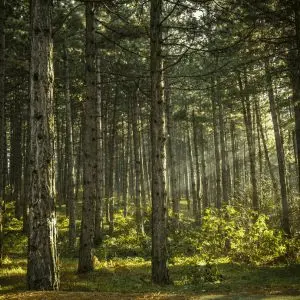 pinos