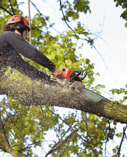 Poda de arboles